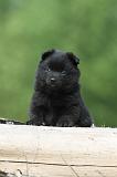 SCHIPPERKE 567